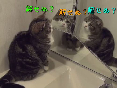 鏡と猫00