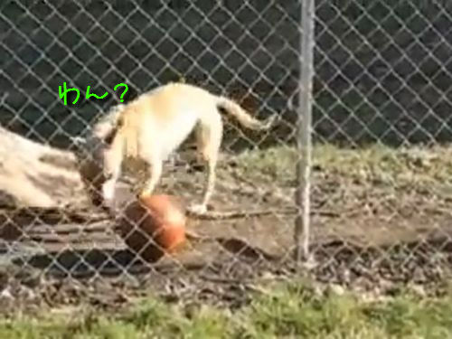 ボール遊びが上手な犬00