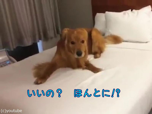 ベッド初体験の犬00