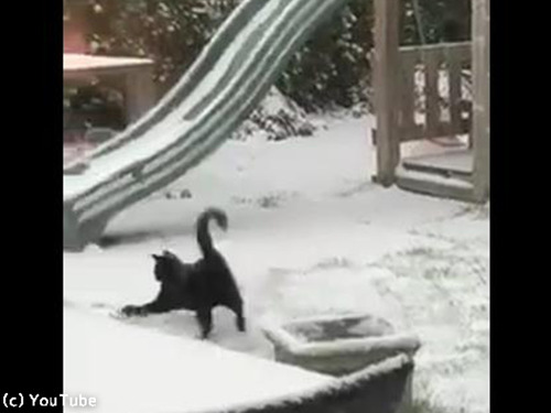 猫、雪の中でも元気いっぱい00