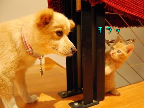 00かくれんぼする猫たち