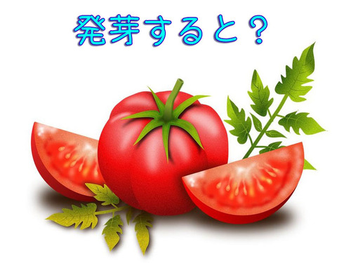 トマトの発芽00