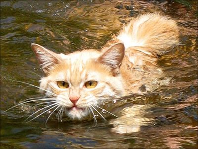 泳ぐ猫13