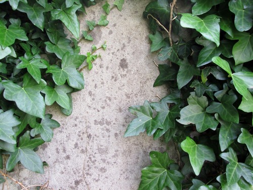wall_old_ivy_rustic_green_english_ivy-1036560