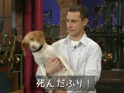死んだふりをする犬