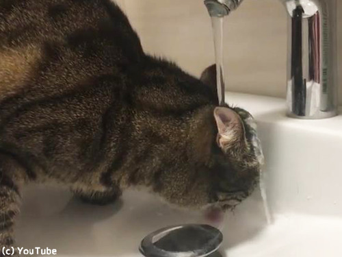 水の飲み方が不器用過ぎる猫さん00