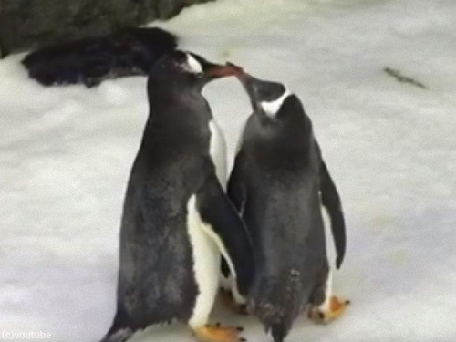 同性愛のペンギン夫婦が育てるヒナ00