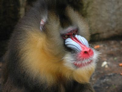 やけに挑発的なマンドリルがいるサンフランシスコ動物園 ライブドアニュース