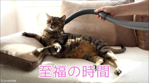 掃除機好きな猫00