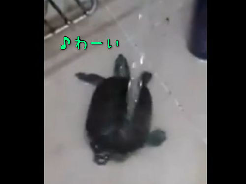 水浴び亀00