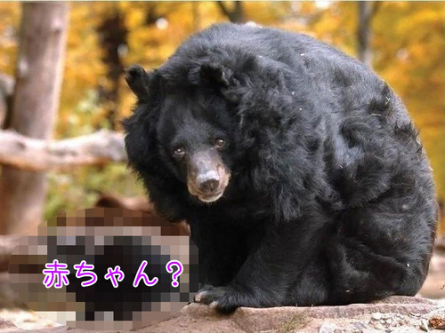 クマのお母さん00