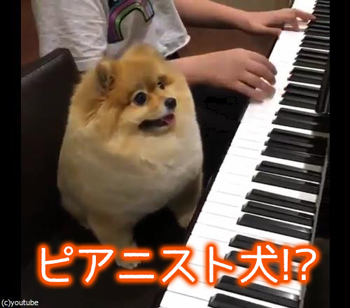 うちの犬はピアニスト00
