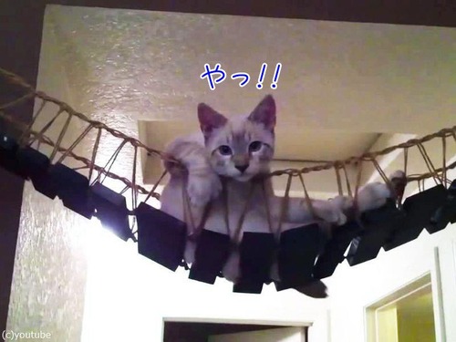 猫と吊り橋00