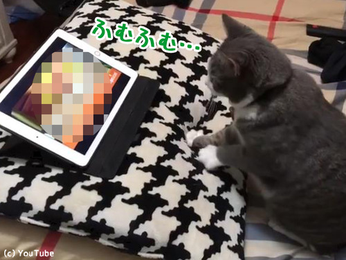 パン作りを学ぶ猫様00