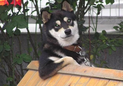 犬のすばらしいポーズ13