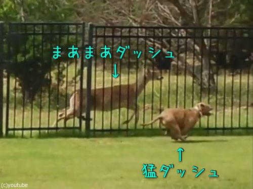 柵越しの犬と鹿00