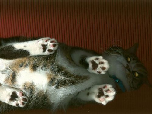 おいしそうな脚の女子校生 257脚目猫ガイジ隔離スレ [無断転載禁止]©bbspink.com	->画像>3183枚 