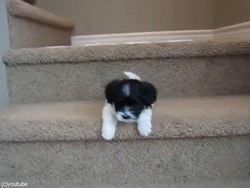 階段に苦労する子犬たち00