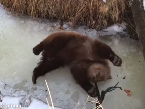 凍った川ではしゃぐ子グマかわいい00