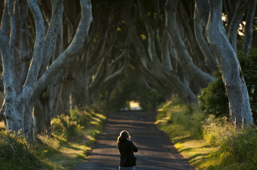 魔女が住んでるとしか思えない 幻想的な北アイルランドの並木道 ザ ダークヘッジ ライブドアニュース