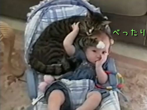 赤ちゃんと猫00