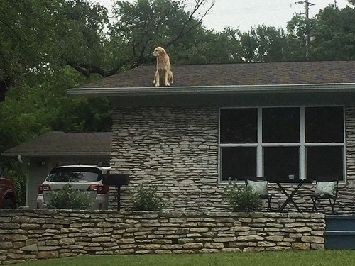 屋根の上にいる犬00