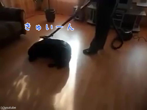 掃除機ラブな犬00