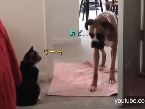 犬を通せんぼする猫00