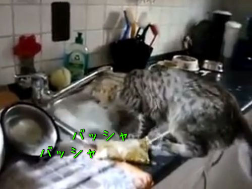 皿洗いをする猫00