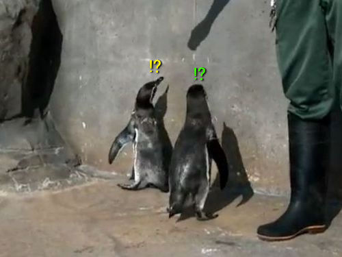 ペンギンがかわいい5つの理由