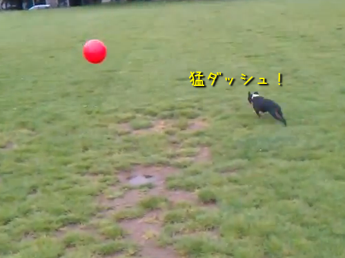 ボールで自爆する犬