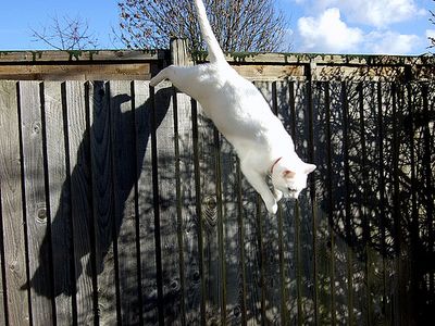 猫ジャンプ10