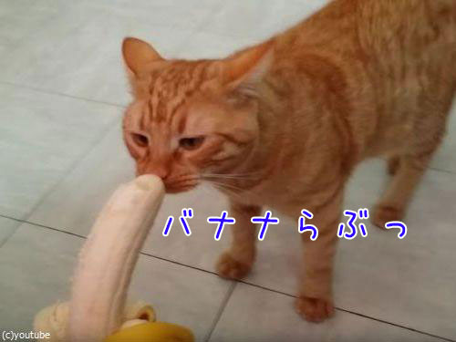 バナナと猫00