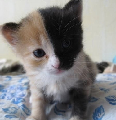 ねこ©bbspink.com	YouTube動画>22本 ->画像>1446枚 