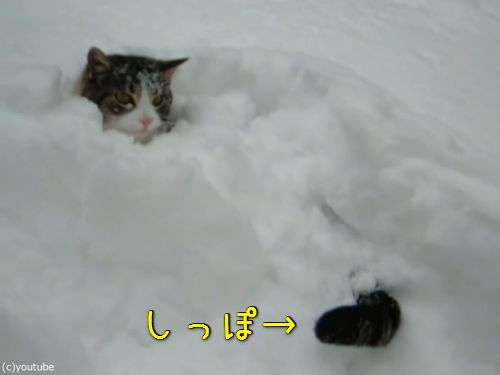 雪遊びが大好きな猫00