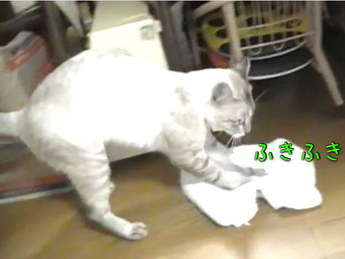 床掃除をする猫00