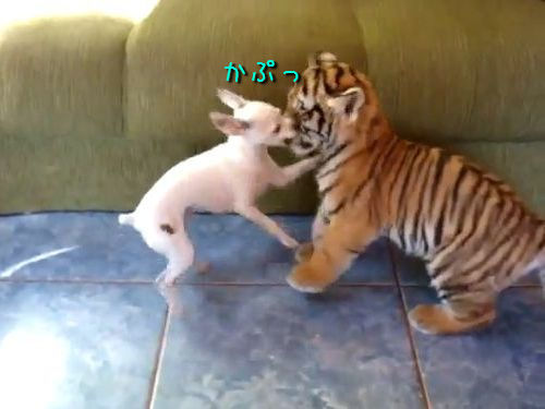 虎の赤ちゃんとチワワ