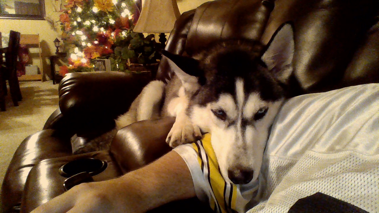 Resultado de imagen para ç¬ Husky ç§ã®ãããã§ç ã£ã¦ãã
