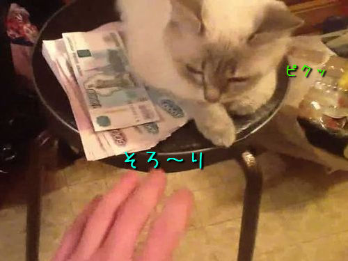 お金の番をする猫00