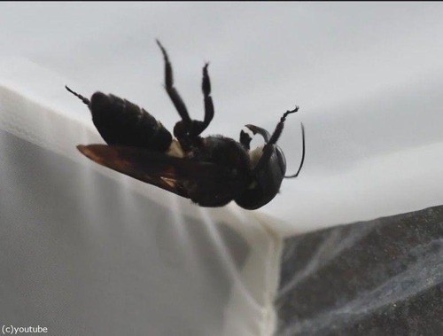 絶滅したと思われた世界最大のハチが38年ぶりに見つかる00