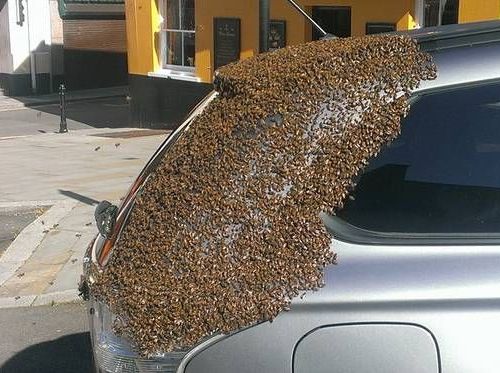 2万匹のハチに追われた車00