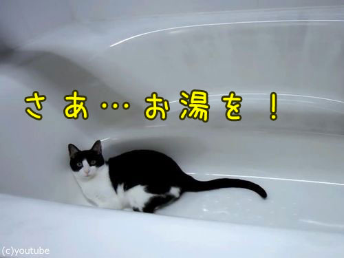 お風呂が大好きな猫00