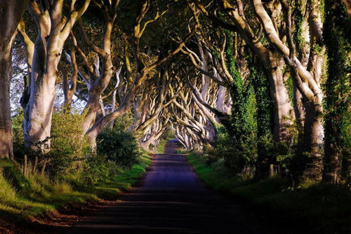 魔女が住んでるとしか思えない 幻想的な北アイルランドの並木道 ザ ダークヘッジ ライブドアニュース