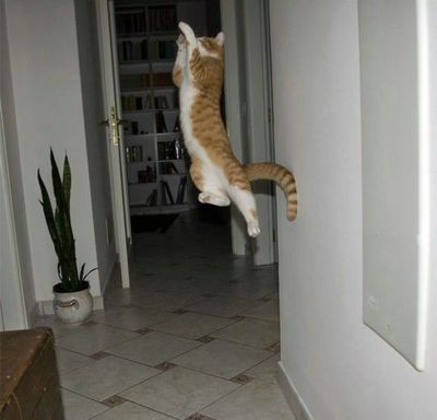 猫ジャンプ13
