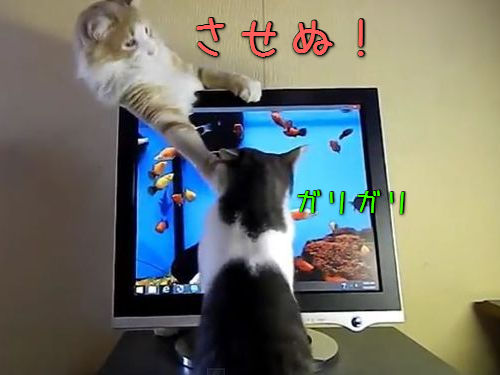 猫のモニタ画面・攻防戦00