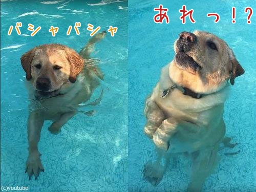 必死に犬かきしていたら足がついた時00