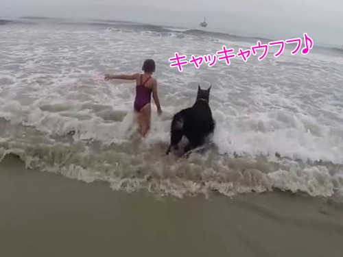 女の子を波から守る犬00