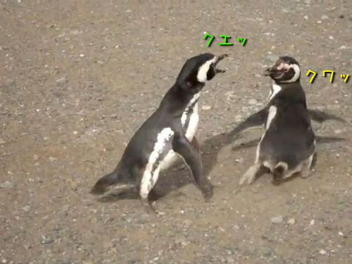 ペンギン・ファイト00