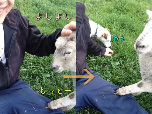 羊をなでなでしてたら犬が00