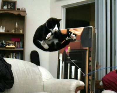 猫ジャンプ17